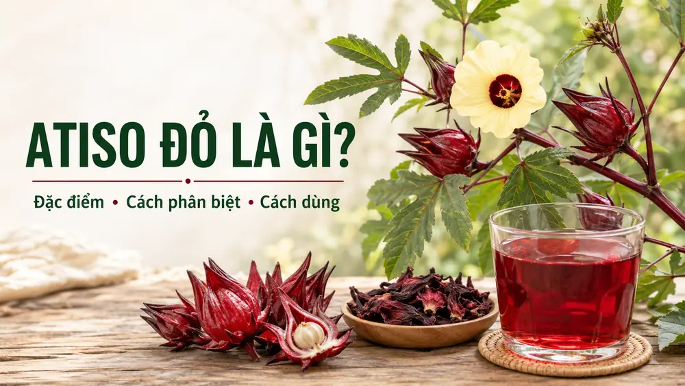 anh dai dien atiso do la gi duoi 80kb