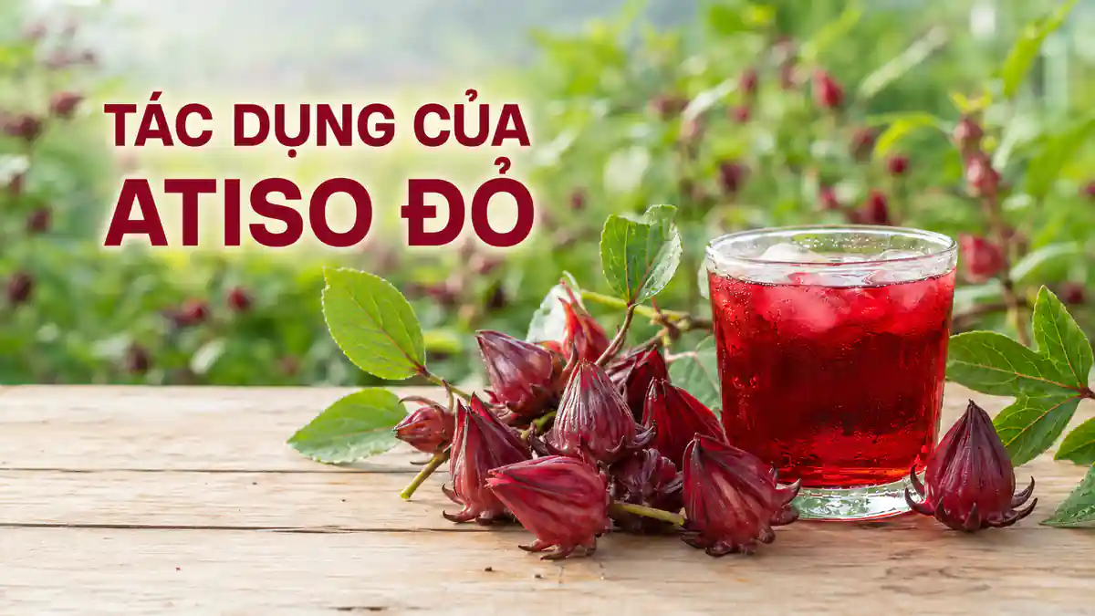 tac dung cua atiso do duoi 40kb
