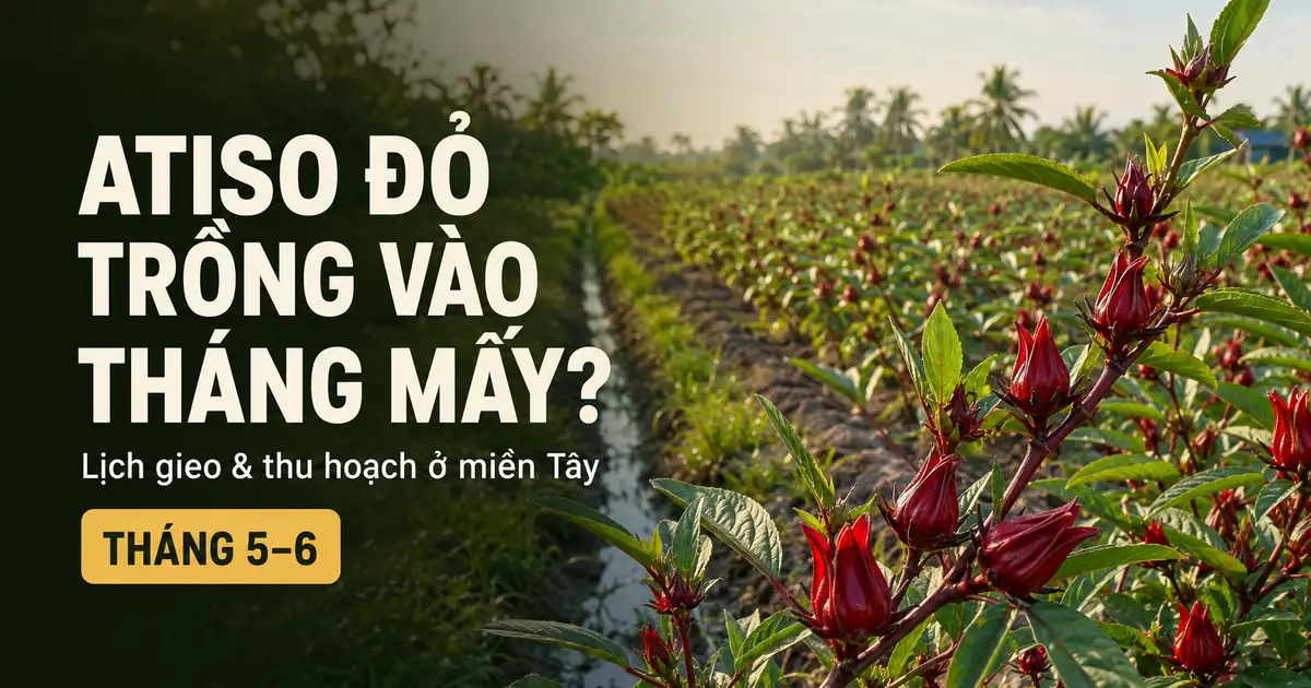 atiso do trong vao thang may mien tay